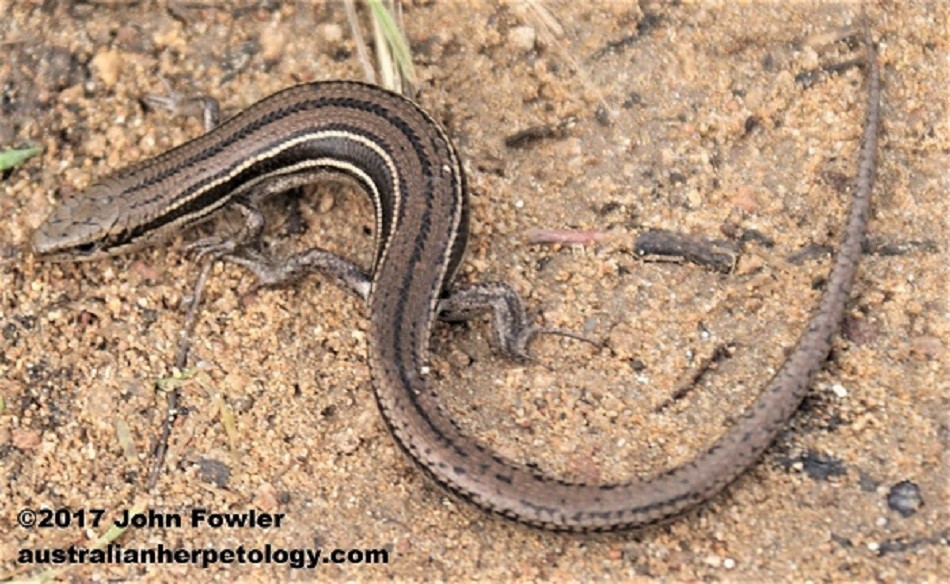 Bold-striped Cool-skink - Acritoscincus (was Bassiana) duperreyi